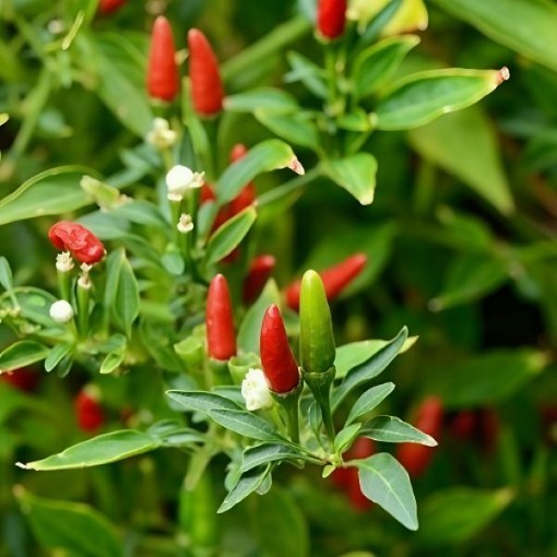 Aji Caballero Pepper Seeds