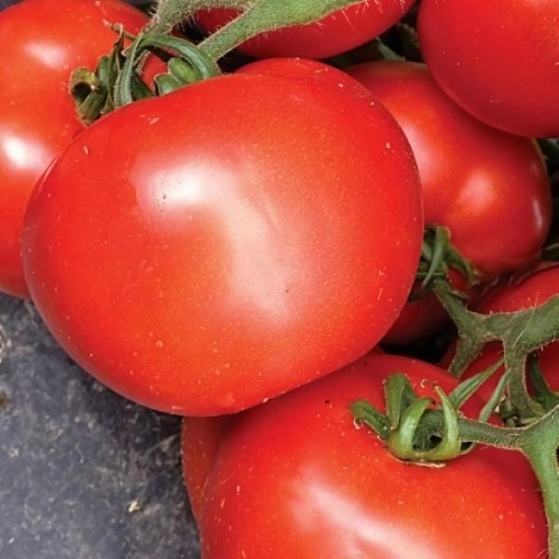 Tasti Lee II Tomato Seeds