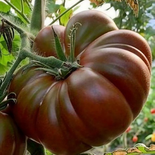 Mocha Tomato Seeds
