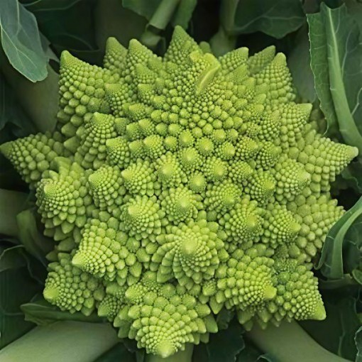 Veronica Cauliflower Seeds