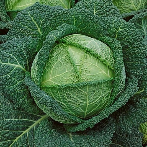 Savoy Perfection Cabbage Seeds