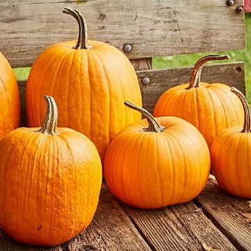 Connecticut Field Pumpkin Seeds