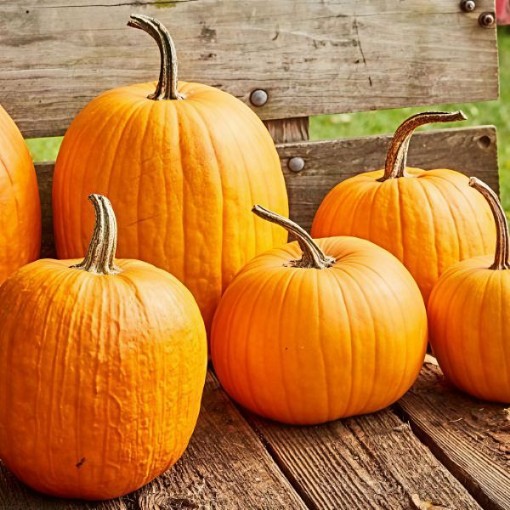 Connecticut Field Pumpkin Seeds