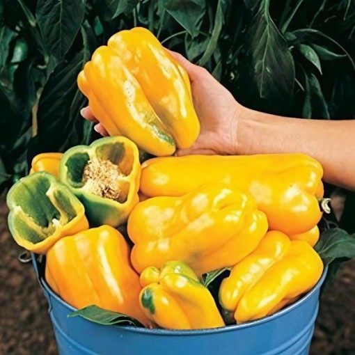 Yellow Monster Pepper Seeds