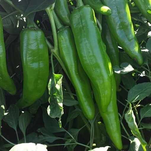 NuMex 6-4 Pepper Seeds