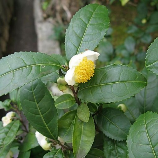 Tea Leaf Seeds
