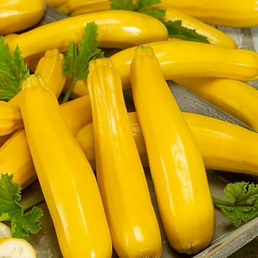 Gold Rush Squash Seeds