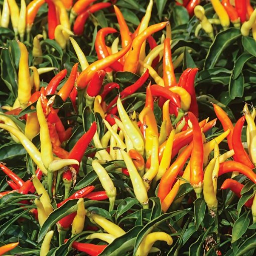 Fire n Ice Pepper Seeds