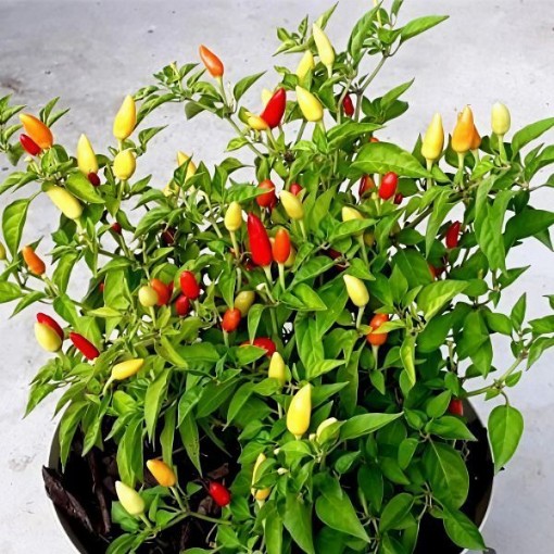 Little Elf Pepper Seeds