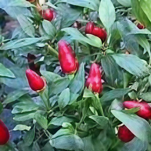 Tiny Samoa Pepper Seeds