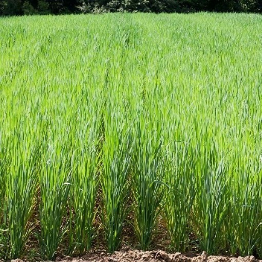 Oats Seeds