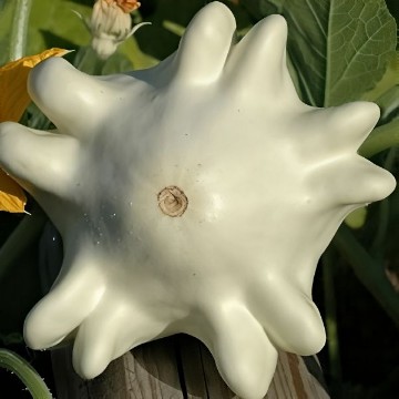 Yugoslavian Fingers Squash Seeds