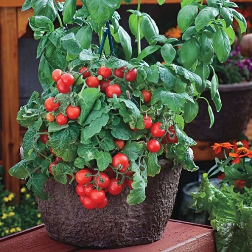 Red Robin Tomato Seeds
