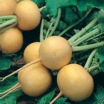 Golden Ball Turnip Seeds