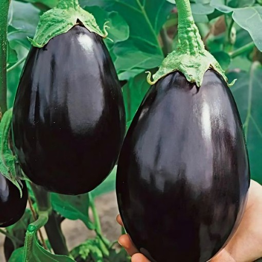 Black Beauty Eggplant Seeds