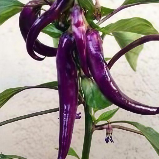 Purple Cayenne Pepper Seeds