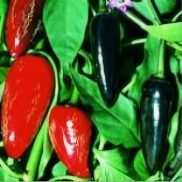 Black Hungarian Pepper Seeds