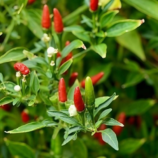 Aji Caballero Pepper Seeds