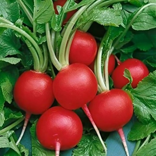 Champion Radish Seeds