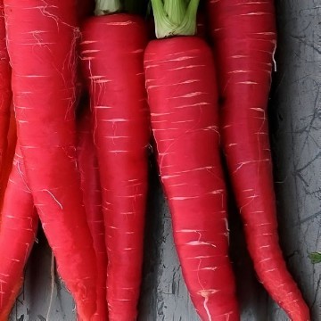 Kyoto Red Carrot Seeds