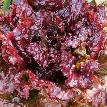 Ruby Red Lettuce Seeds