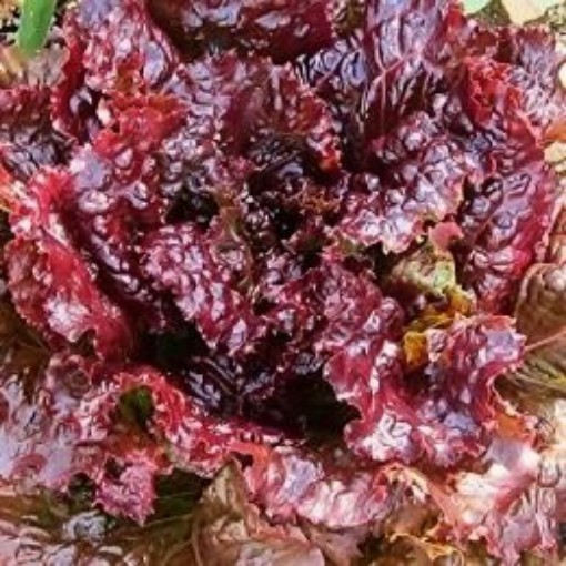 Ruby Red Lettuce Seeds