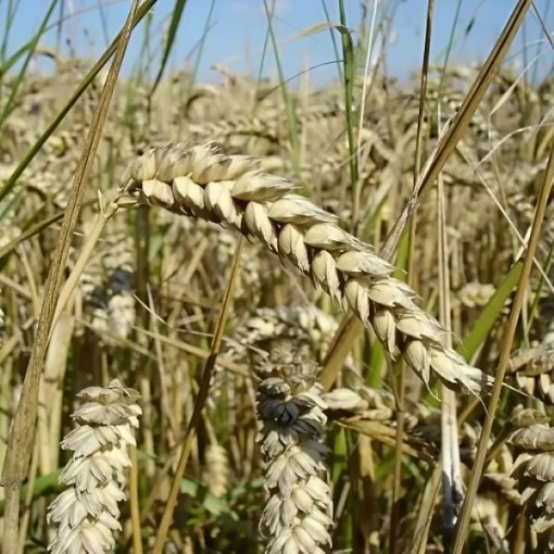 Hard Red Winter Wheat Cover Crop Seeds