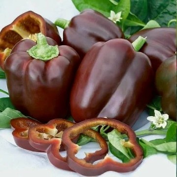 Tawny Port Pepper Seeds