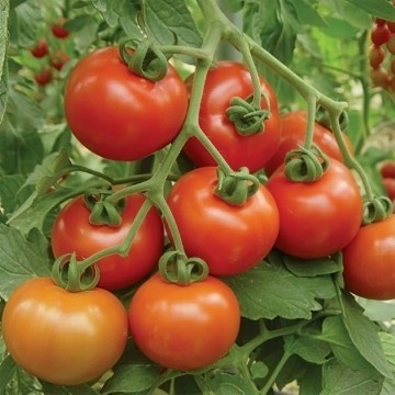 Goliath Cluster Tomato Seeds