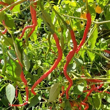 Thunder Mountain Longhorn Pepper Seeds