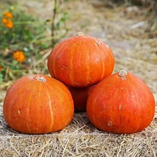 Golden Delicious Hubbard Squash Seeds