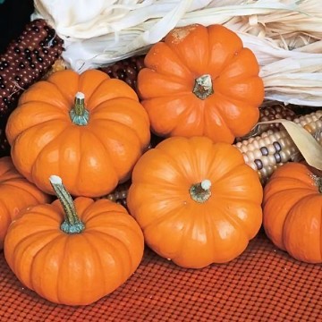Jack Be Little Pumpkin Seeds