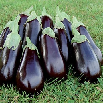 Florida High Bush Eggplant Seeds