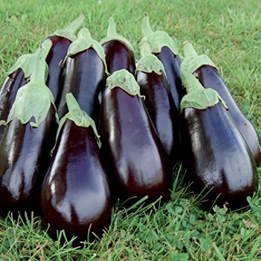 Florida High Bush Eggplant Seeds