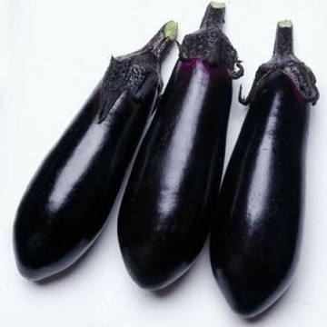 Money Maker II Eggplant Seeds