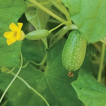 Mouse Melon Cucumber Seeds