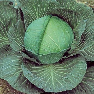 OS Cross Improved Cabbage Seeds