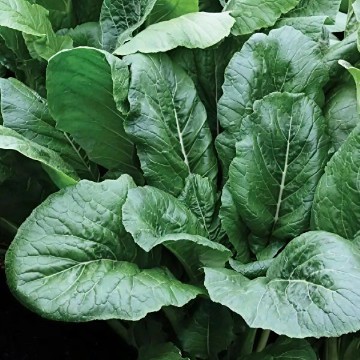 All Top Turnip Seeds