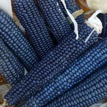 Rio Grande Blue Corn Seeds