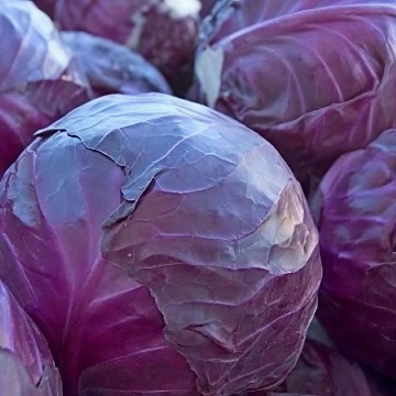 Red Express Cabbage Seeds	