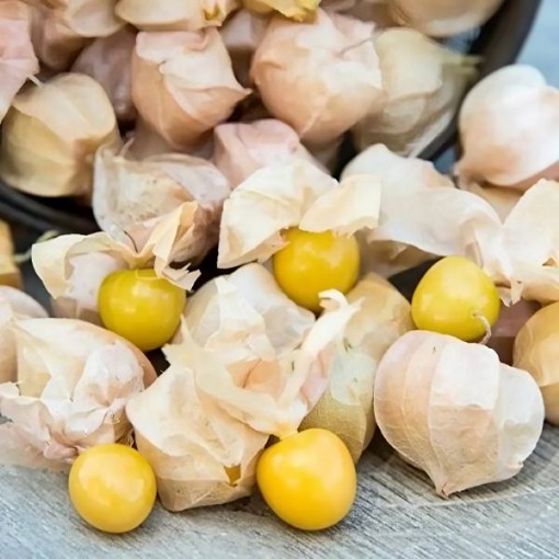 Aunt Molly's Ground Cherry Seeds
