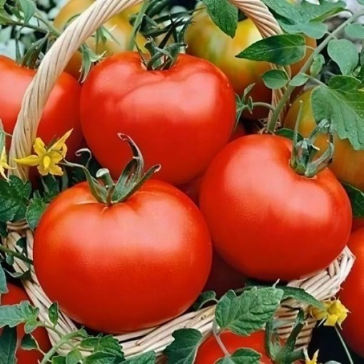 Floradade Tomato Seeds