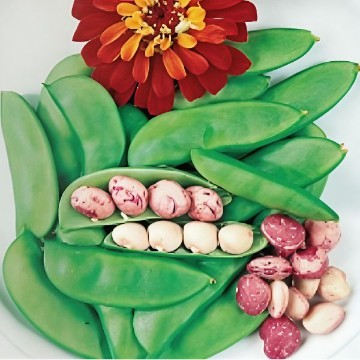 Dixie Speckled Butterpea Bean Seeds
