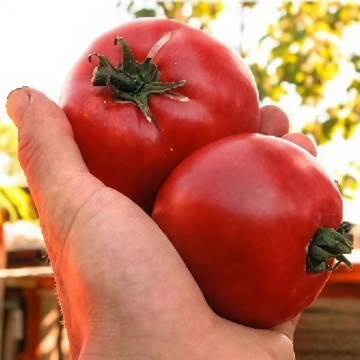 Sasha Altai Tomato Seeds