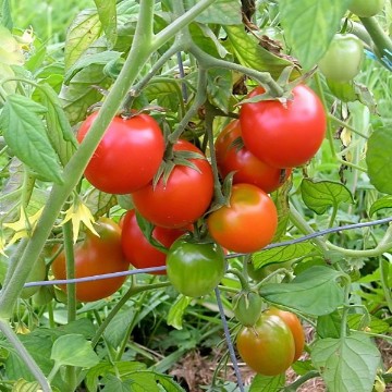 Bellstar Tomato Seeds