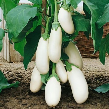 Casper Eggplant Seeds