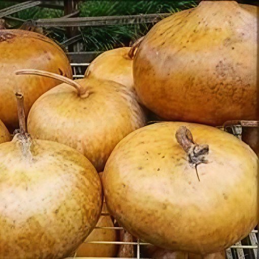 Corsican Gourd Seeds