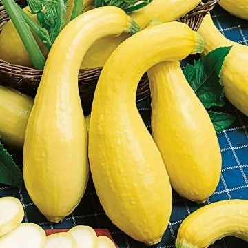 Early Golden Summer Crookneck Squash Seeds