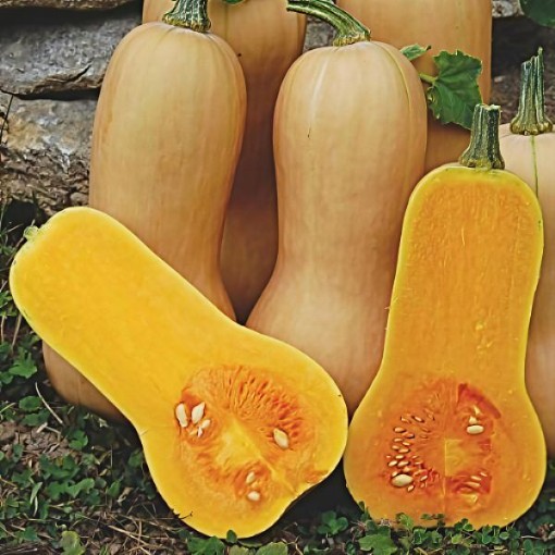 Waltham Butternut Squash Seeds