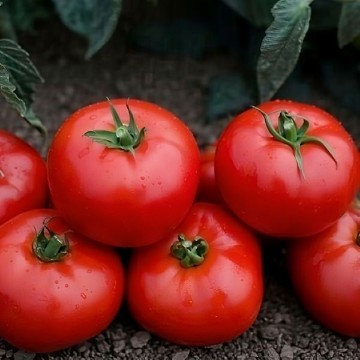 Mountain Gem Tomato Seeds